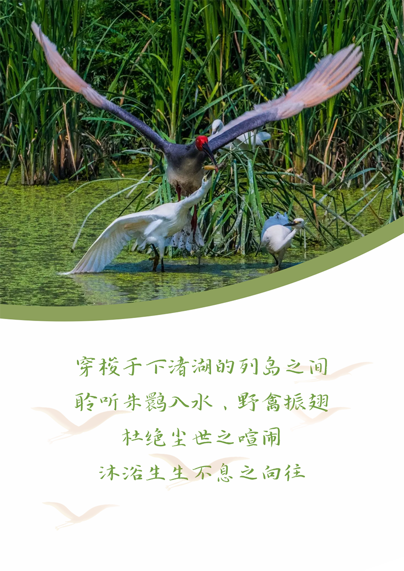 心心念廿 相伴ag旗舰厅网站 | 与德清相约 贺廿载诞辰